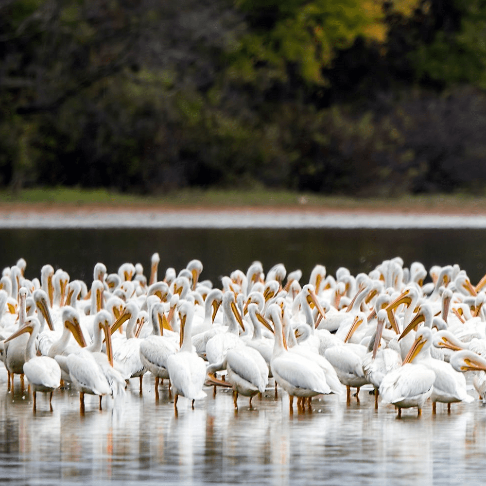 Wheeler National Wildlife Refuge lake pond animals decatur morgan county sports alabama explore visit entertainment tourism resources nature